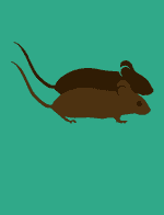 Die Stadtmaus und die Landmaus von Äsop