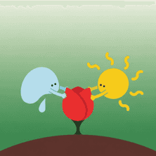 Pieni vaaleanpunainen ruusu tekijä Tuntematon