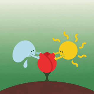 The Little Pink Rose by Unknown